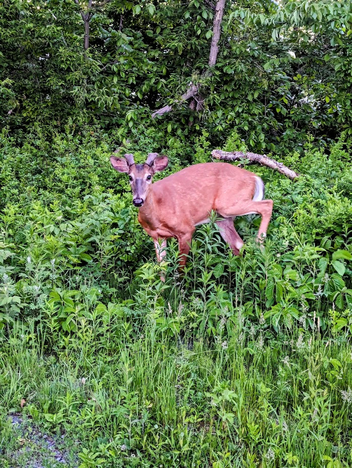 A white-tailed deer stands in dense green vegetation beside a trail.